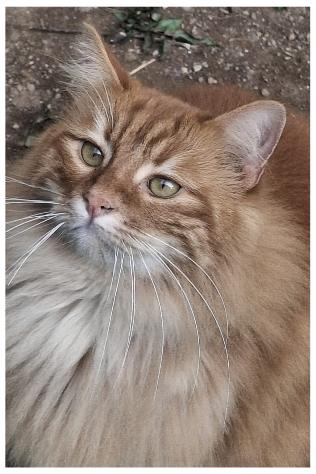 Ebook – Il destino di chi vive con i gatti