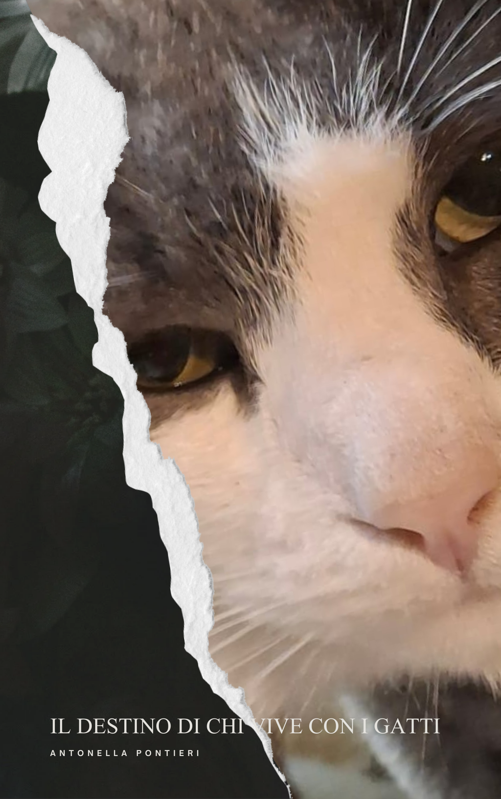 Ebook – Il destino di chi vive con i gatti