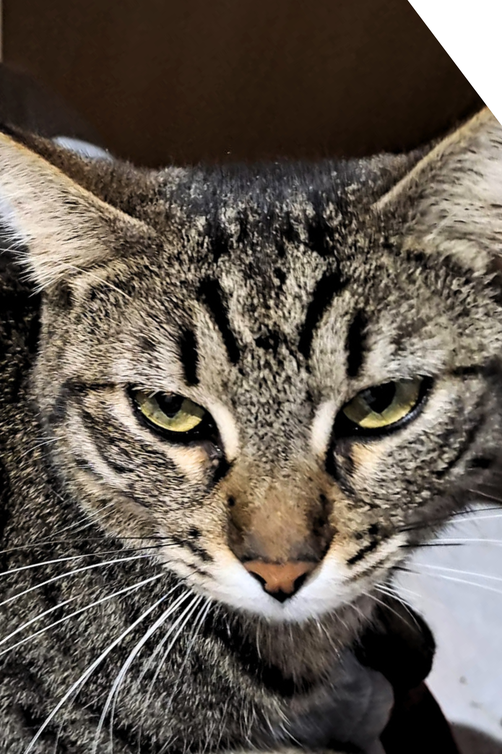 Il destino di chi vive con i gatti -  Cartaceo
