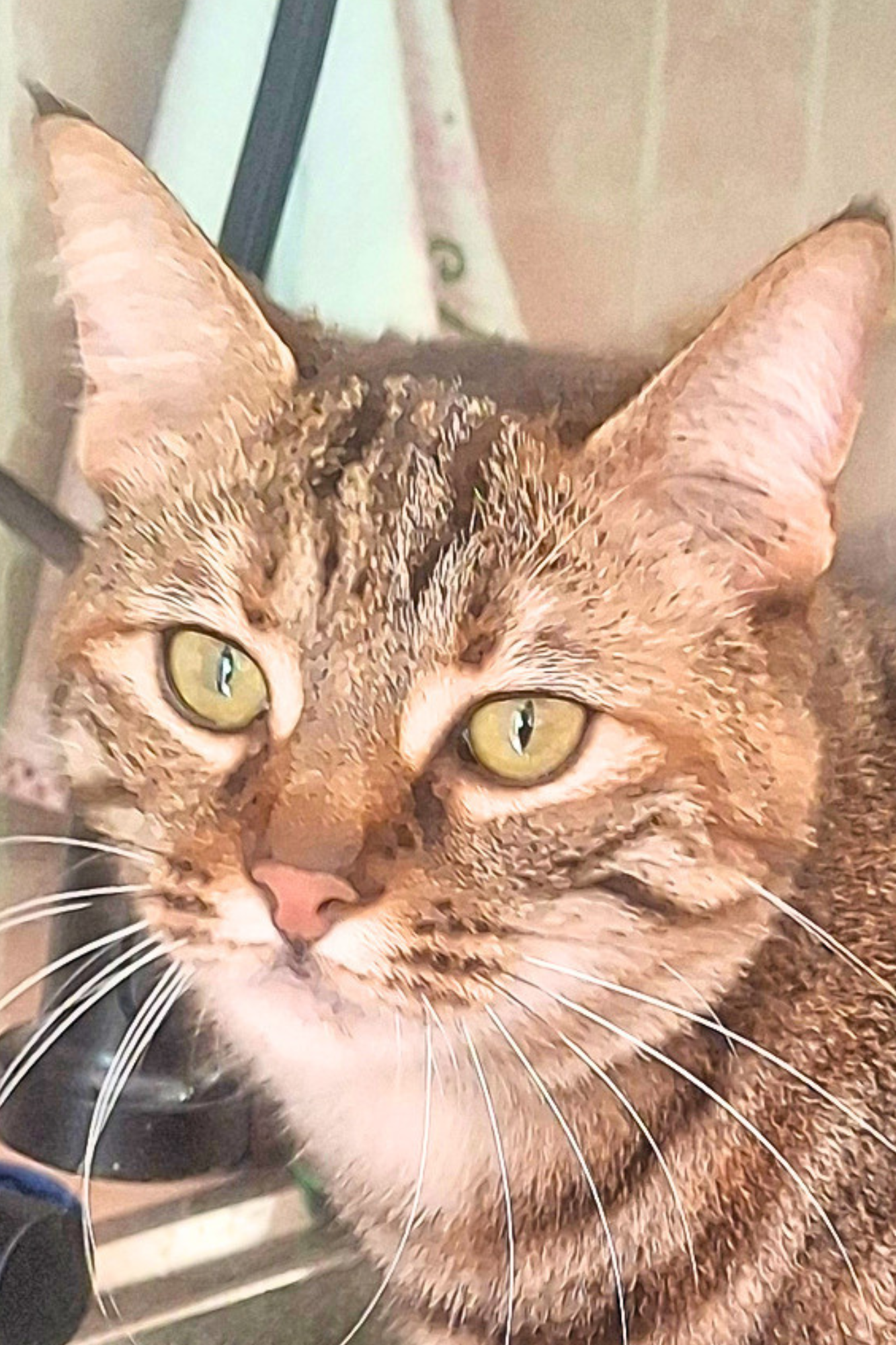 Il destino di chi vive con i gatti -  Cartaceo