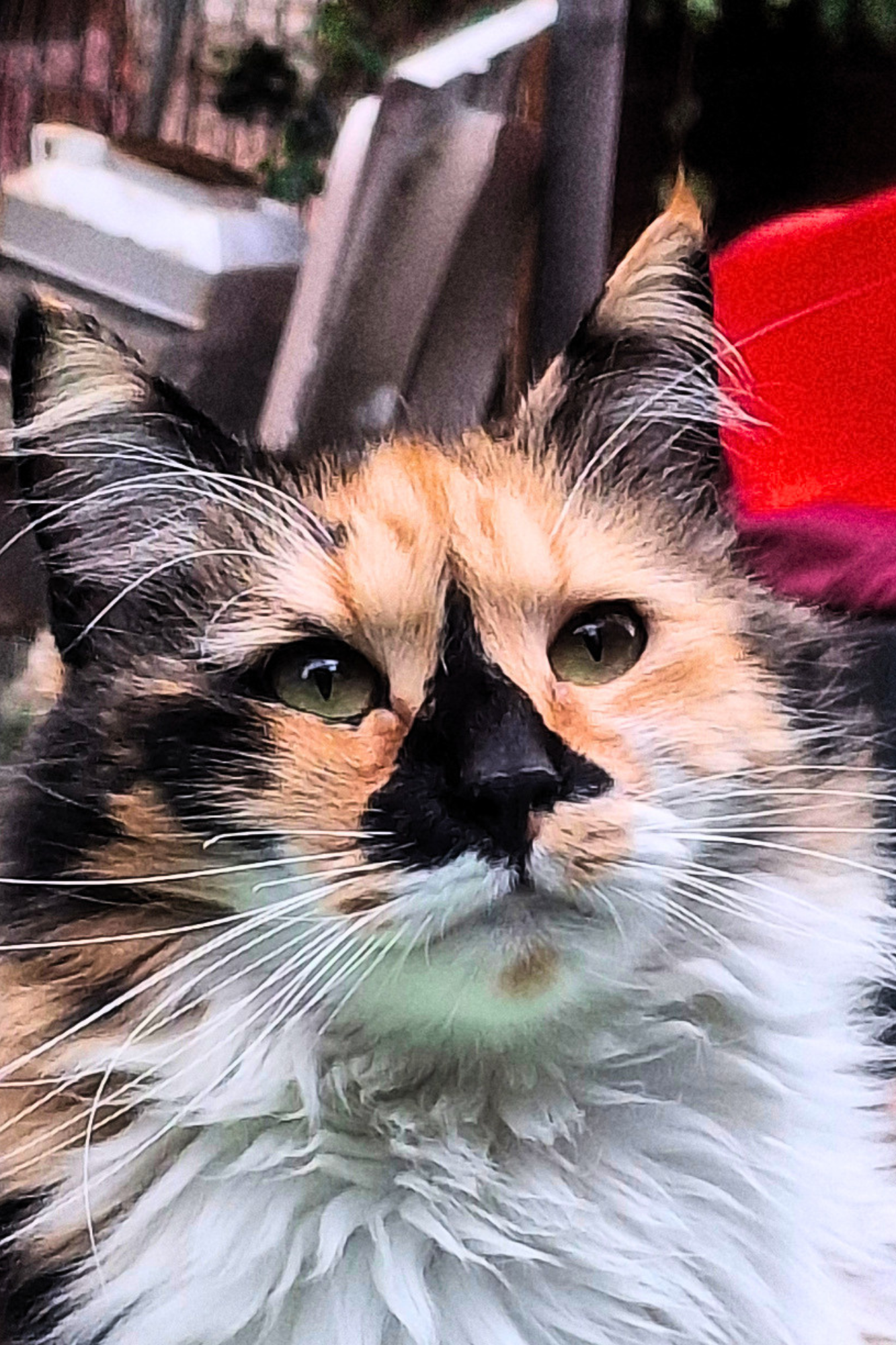 Il destino di chi vive con i gatti -  Cartaceo