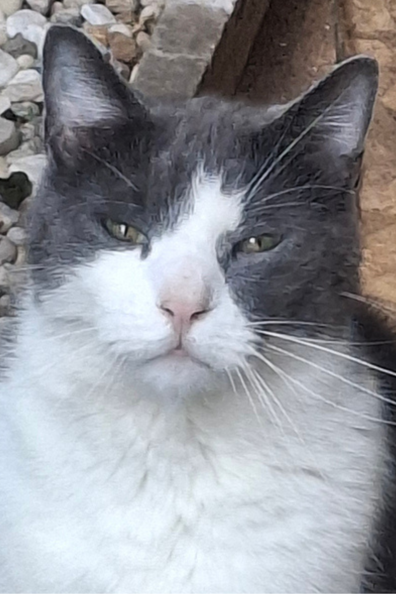 Il destino di chi vive con i gatti -  Cartaceo