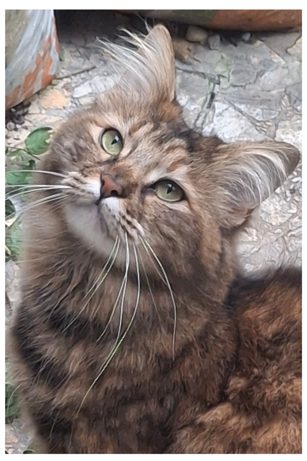 Ebook – Il destino di chi vive con i gatti