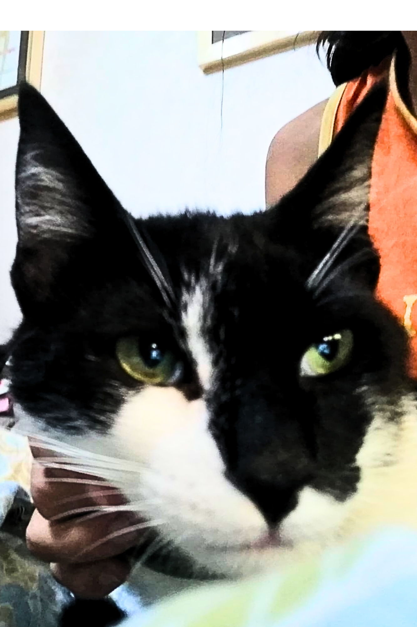 Il destino di chi vive con i gatti -  Cartaceo