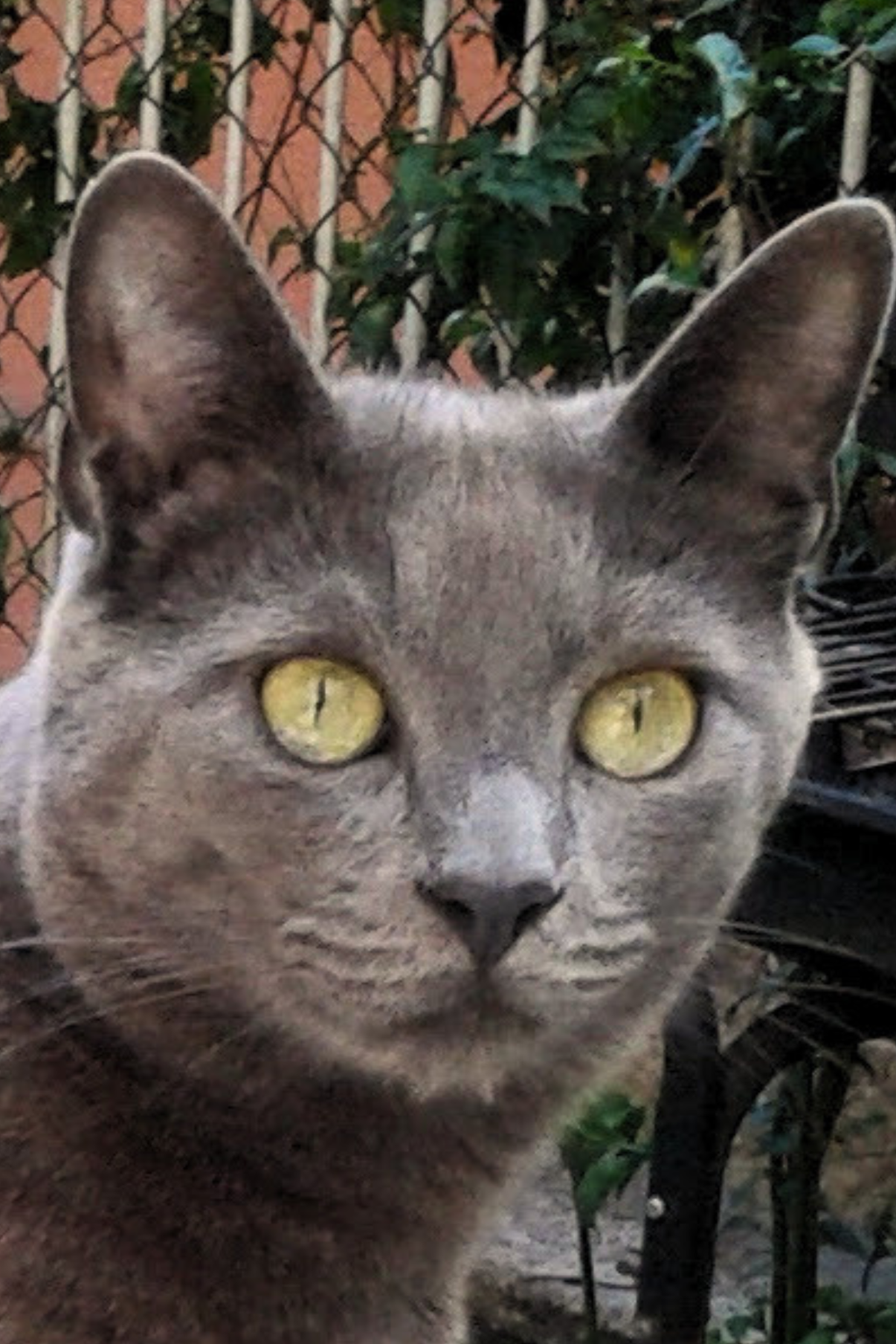 Ebook – Il destino di chi vive con i gatti